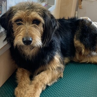 ビーグル✖️プードルMIX