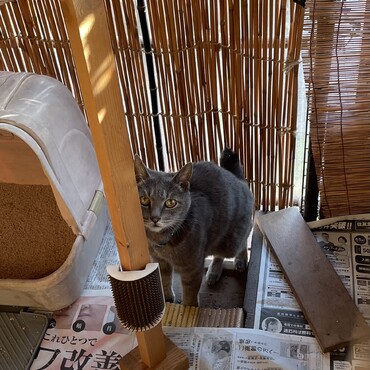 夜は三毛や茶トラが現れ…日中！ブチコハウスに侵入猫！！雷ジイだった(^^;)