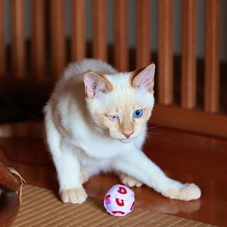 澄んだ瞳はキレイなブルー♂
