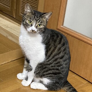 愛したくなる控えめにゃんこのイブちゃん