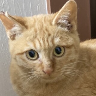 とっても甘えた！好奇心旺盛な食いしん坊大ちゃん❣️