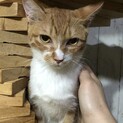 甘えんボーイ、茶白の茶路くん