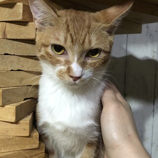 甘えんボーイ、茶白の茶路くん