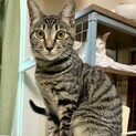 小顔の美人猫、里親募集中