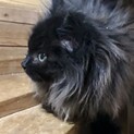 ふわふわチョコレート色のまゆら♀