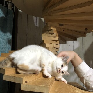 甘ったれ白三毛、まみるちゃん