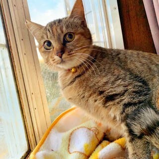 ④ぼんたん　キジトラ7ヶ月メス鍵尻尾甘えん坊　姉