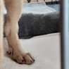 ふくちゃん⭐︎推定2.5ヶ月 サムネイル4