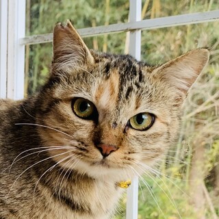 ⑤みかん　キジトラ　7ヶ月　メス　大人しい　妹