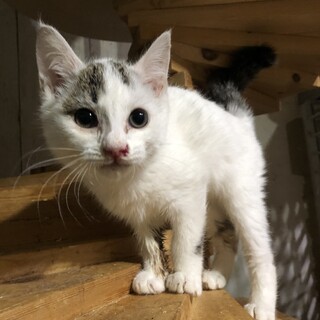 甘えん坊ふみふみ、まめるちゃん