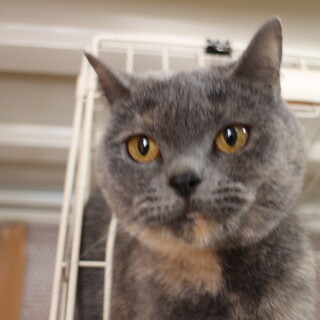 ブリティッシュ･ショートヘア　アーちゃん