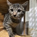 甘々キジトラの女の子、トヨちゃん