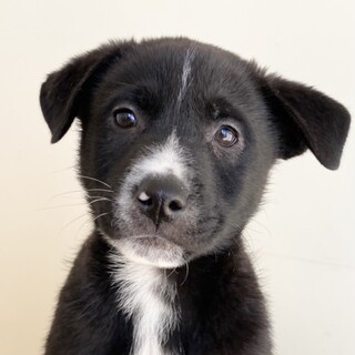 1/9(日)犬の譲渡会in南大井に参加❣️