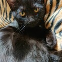ベタベタで賢い黒猫女子くまぴよ
