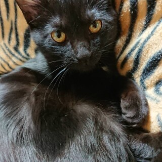 ベタベタで賢い黒猫女子くまぴよ