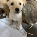 人馴れ抜群✴︎マロンの家族を探してます。