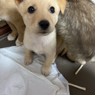 人馴れ抜群✴︎マロンの家族を探してます。