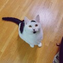 東照宮の眠り猫のような柄 白黒トビのバルちゃん