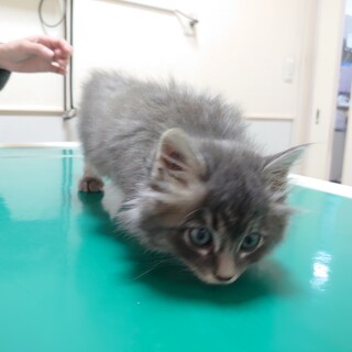 ふわふわグレーボーイ★陽太★優しい子