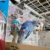 【交渉中】セキセイインコ、２羽 サムネイル7