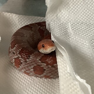 【コーンスネーク･女の子】里親さん決まりました