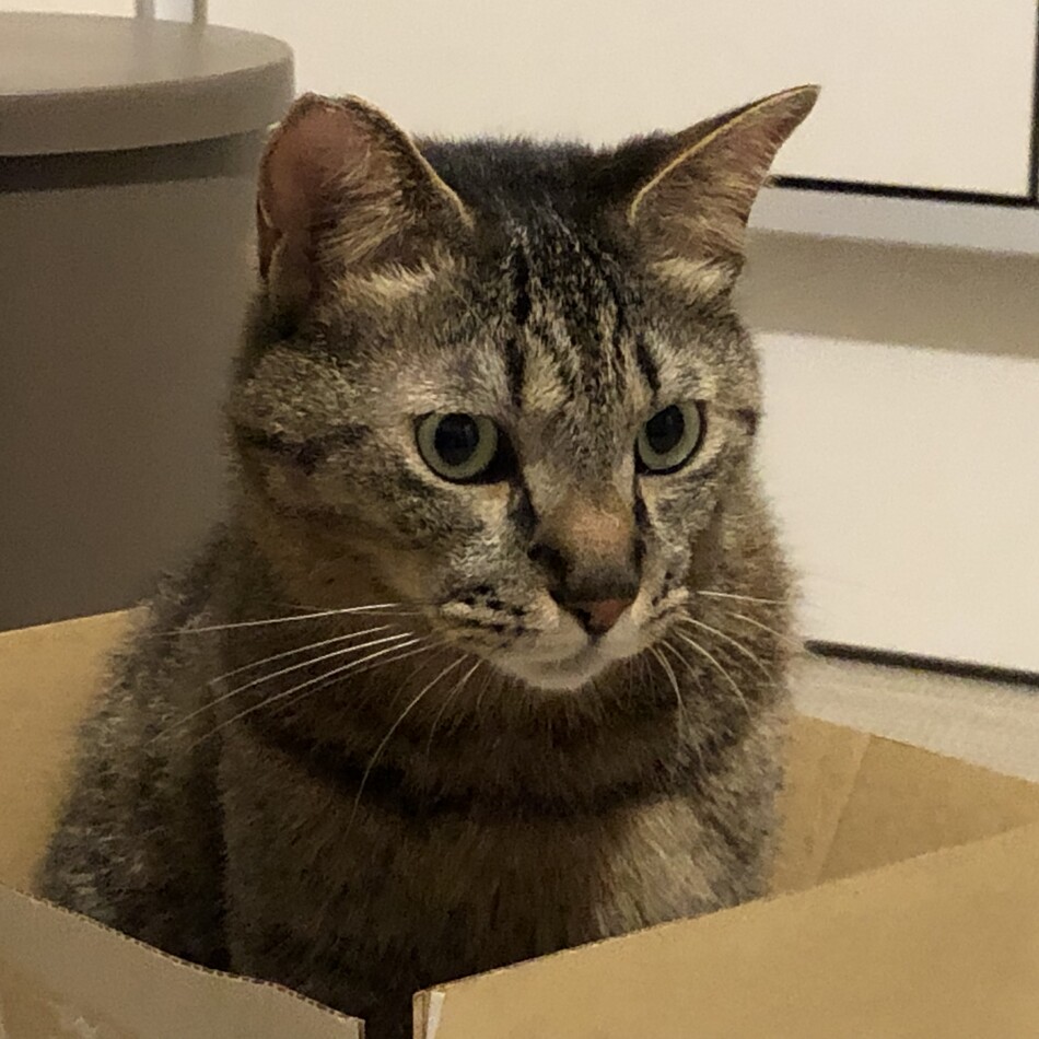 ルンバのカバー写真