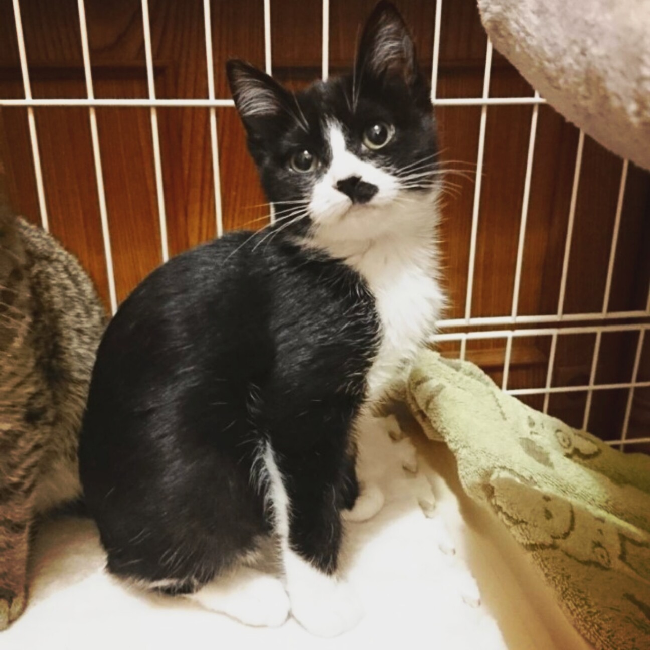 綺麗なハチワレ美人猫【ハチ】」北海道 - 猫の里親募集(397866