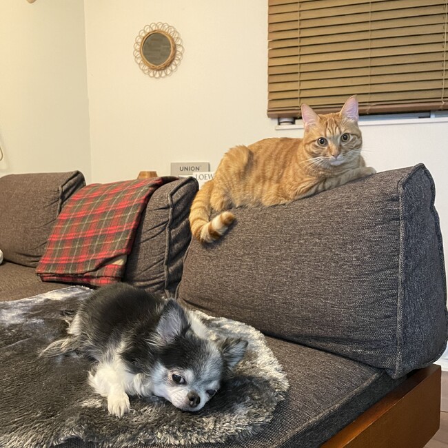 あけまろのカバー写真