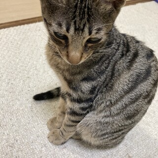急募！7ヶ月の兄弟