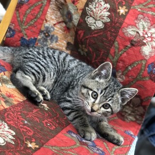 まんまる顔のキジ猫君