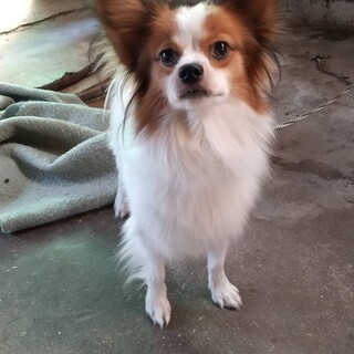 パピヨン　1歳　男の子　ケリー