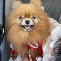 ふわふわルルちゃん