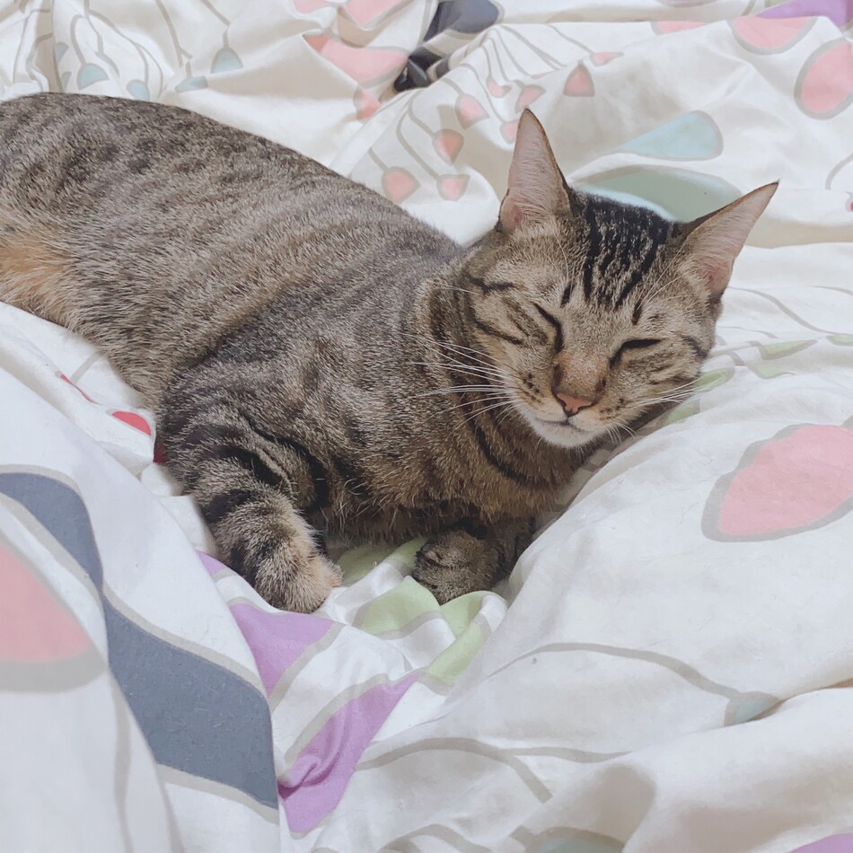 ルビーのカバー写真