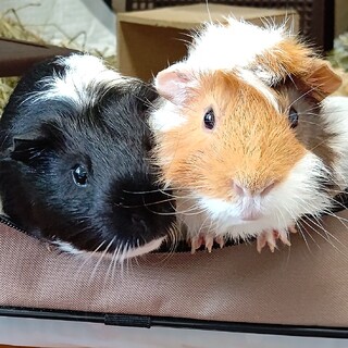 モルモット2匹一緒に引き取れる方募集