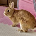 人懐こいミニウサギ
