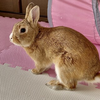 人懐こいミニウサギ