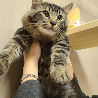 にゃんスペースとあお見い会参加　長毛キーくん