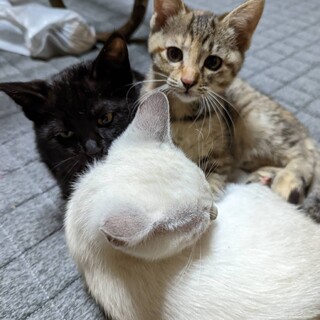 【お話中】3ヶ月キジ子猫