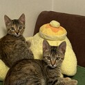 雑種のキジトラの姉妹です