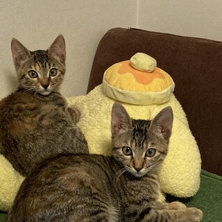 雑種のキジトラの姉妹です