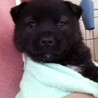 生後２ヶ月ぐらいの可愛い子犬たち サムネイル2