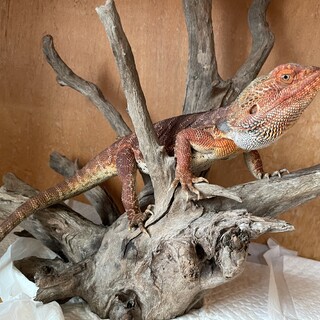 フトアゴヒゲトカゲ