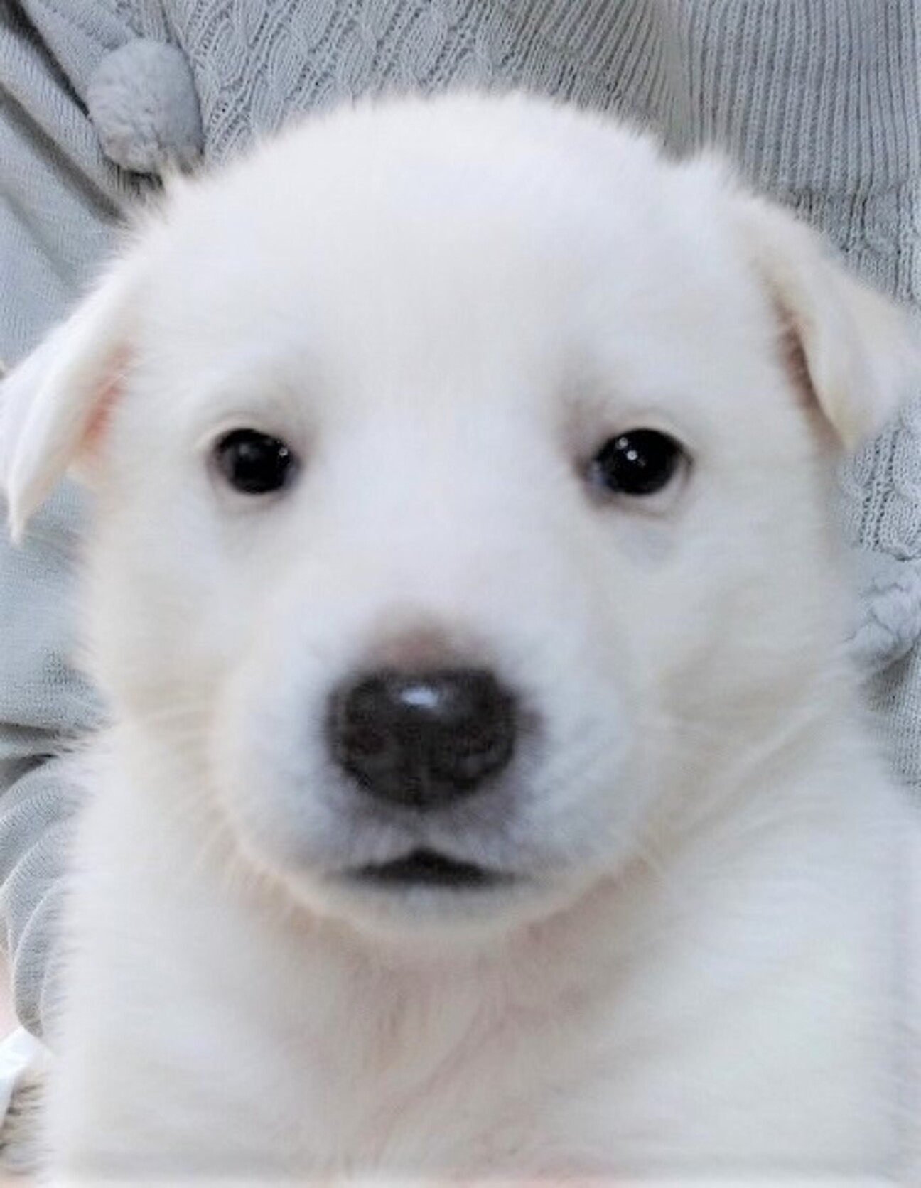 保護犬 元気なお豆腐ちゃん 山口県 犬の里親募集 ペットのおうち 月間利用者150万人