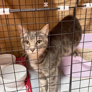 ブルークリームタビー（甘々）凪くん