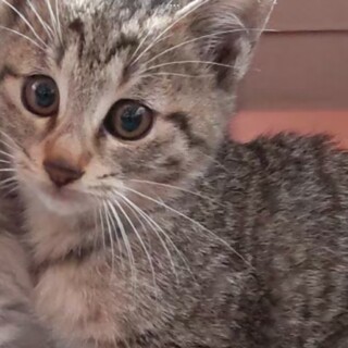 ◆麗　♂募集一時ストップします