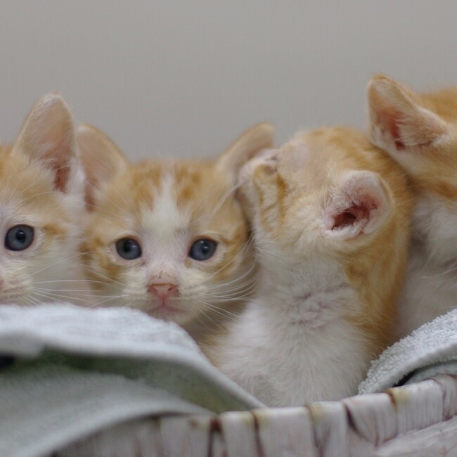 Hadano Cat Vetのカバー写真