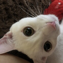 真っ白なオス猫レオくん　ツンデレさがたまりません！