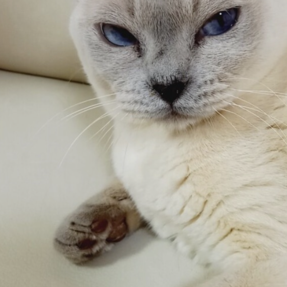 シルヴィア(ちるり)のカバー写真
