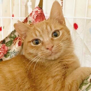 動物病院の保護猫・落ち着いた茶トラのイケメン君