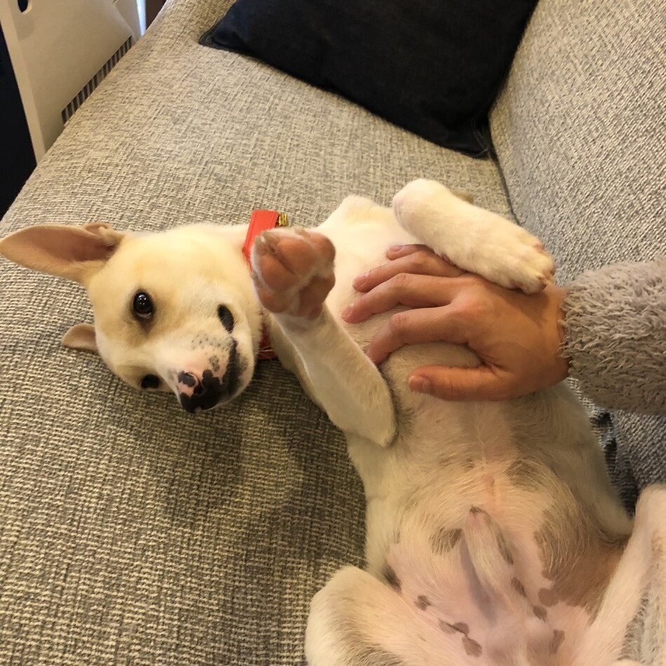 Lavieのカバー写真